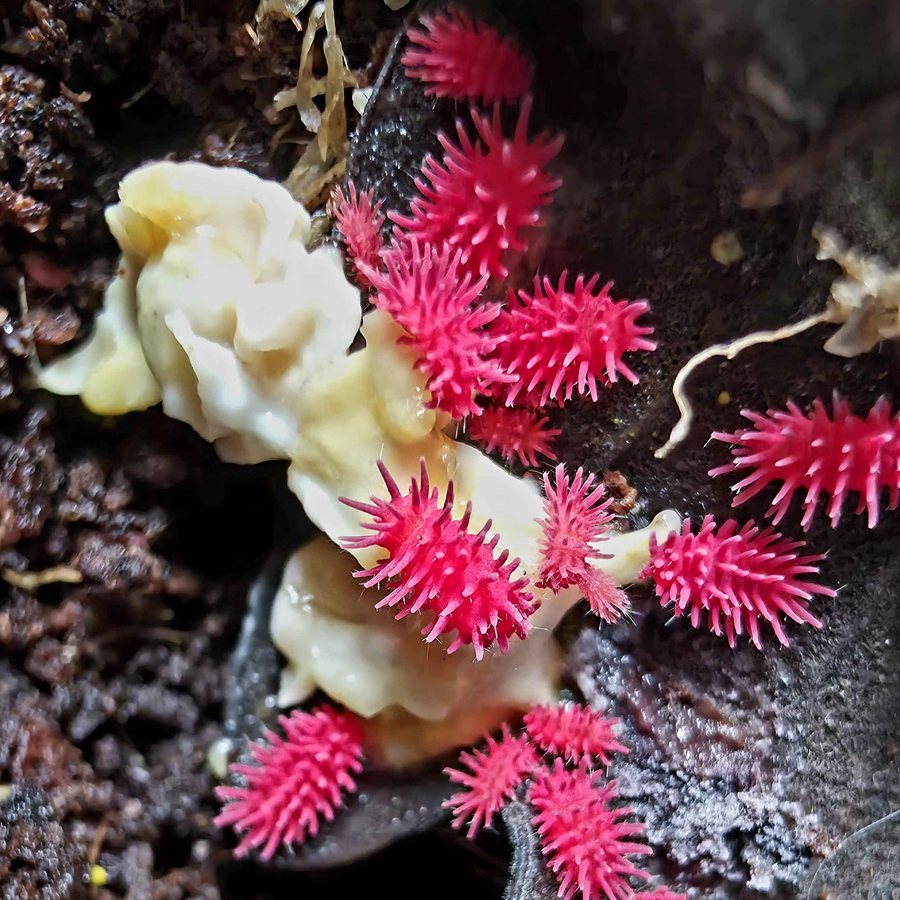 Collemboles « Thai Spiky » (Rambutanura sp.)