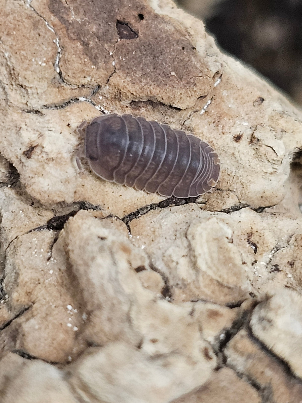 Cubaris murina