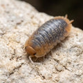 Sinodillo sp. « Vietnam »