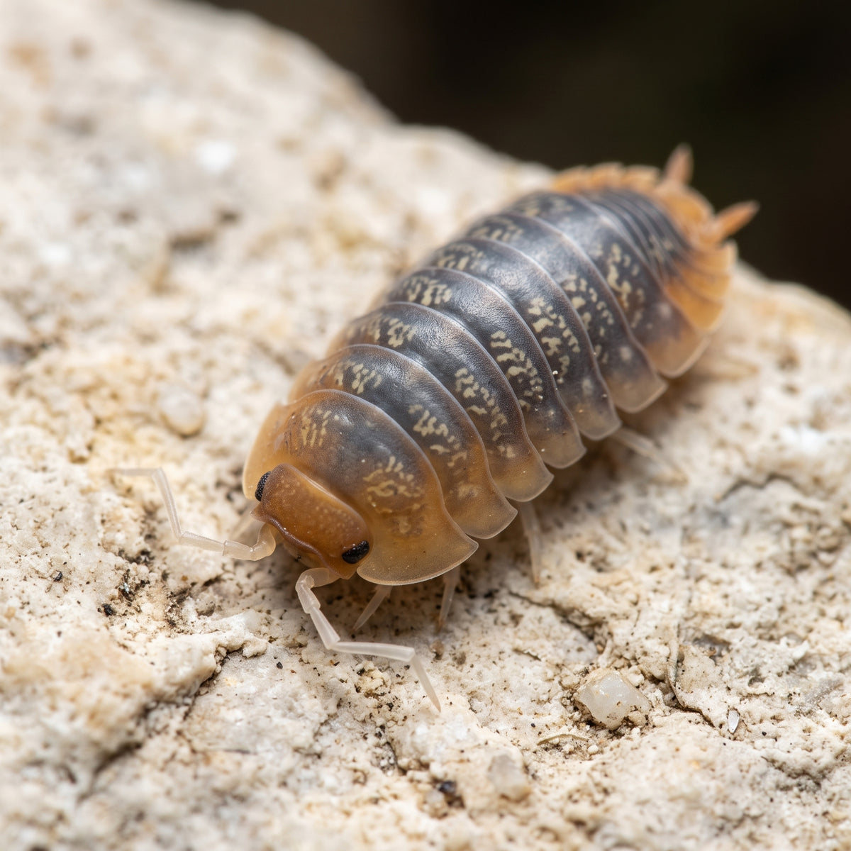 Sinodillo sp. « Vietnam »