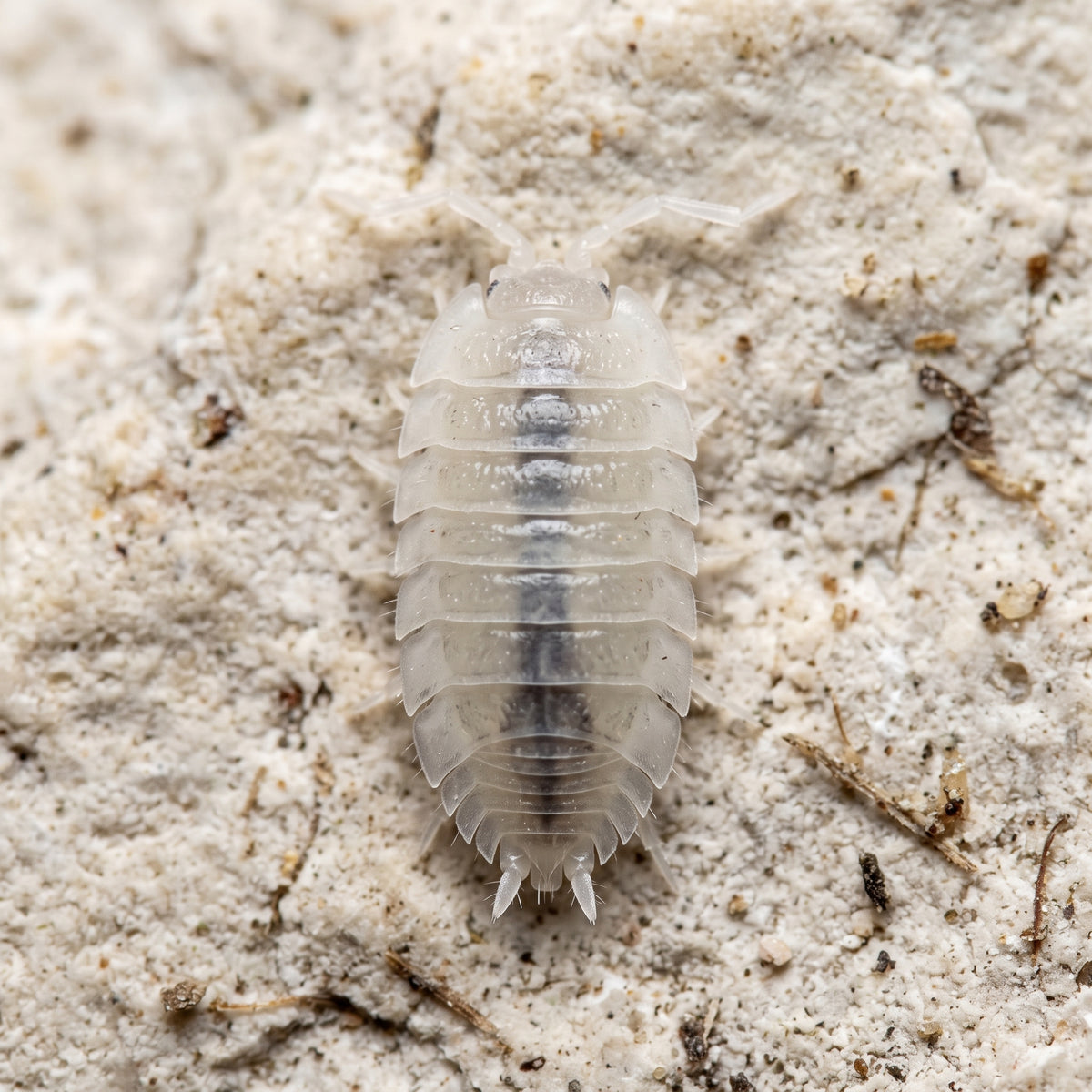 Trichorhina tomentosa