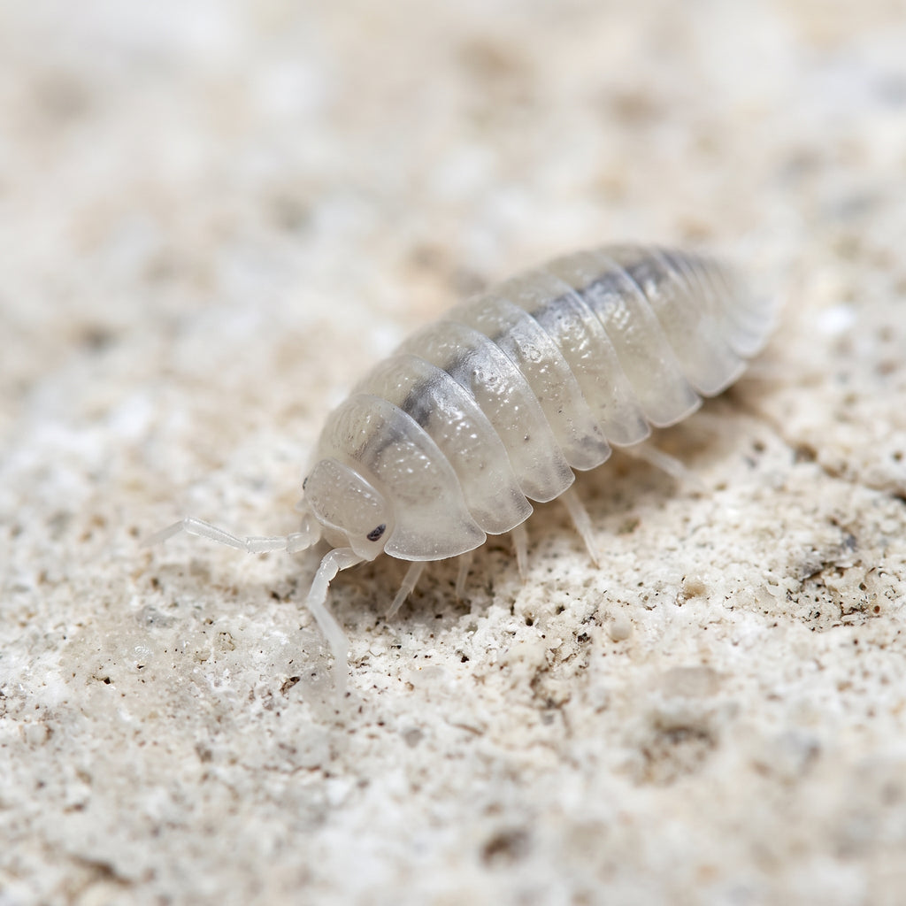 Trichorhina tomentosa