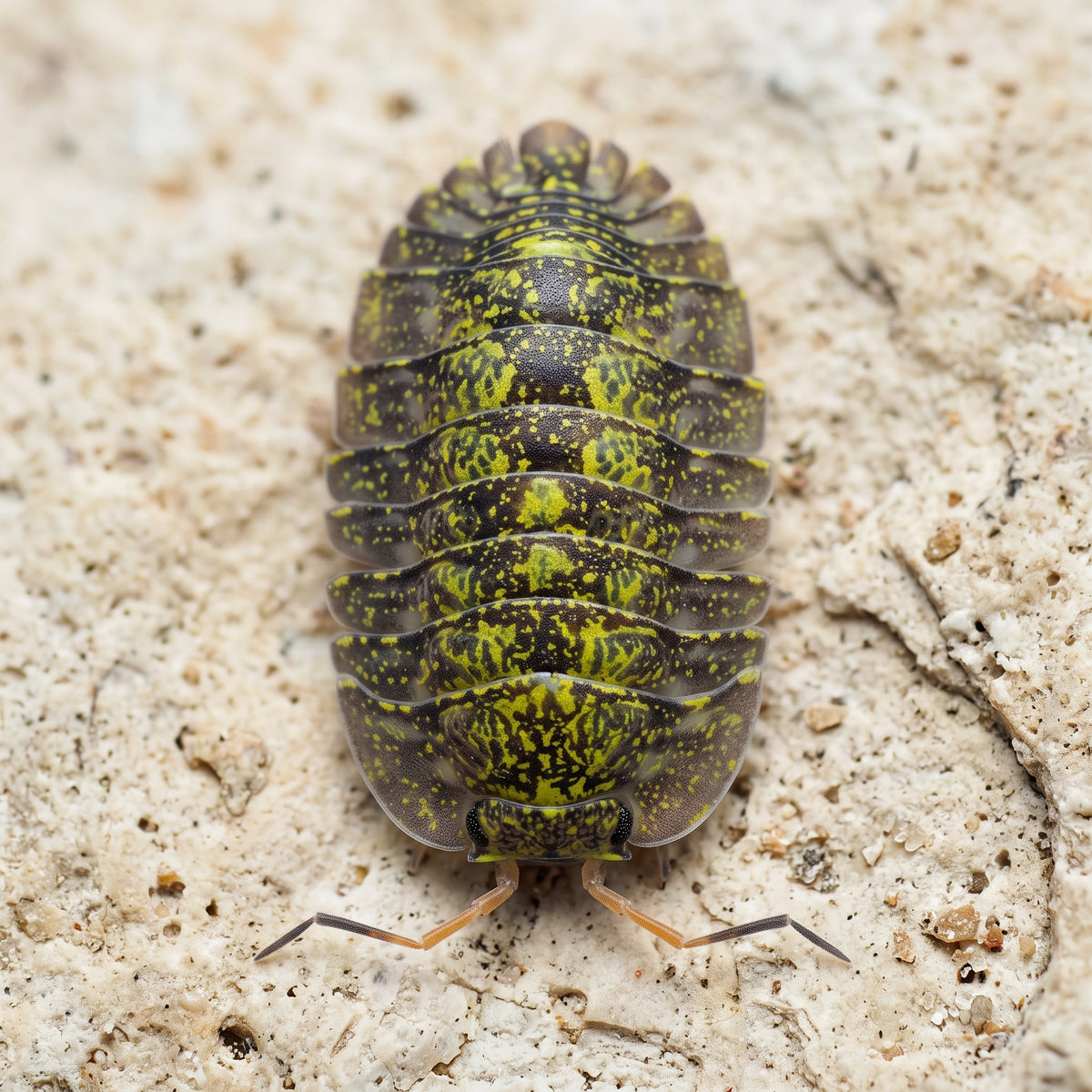 Troglodillo sp. « Green Spot »