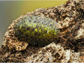 Troglodillo sp. « Green Spot »