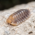 Troglodillo sp. « Porcelain »