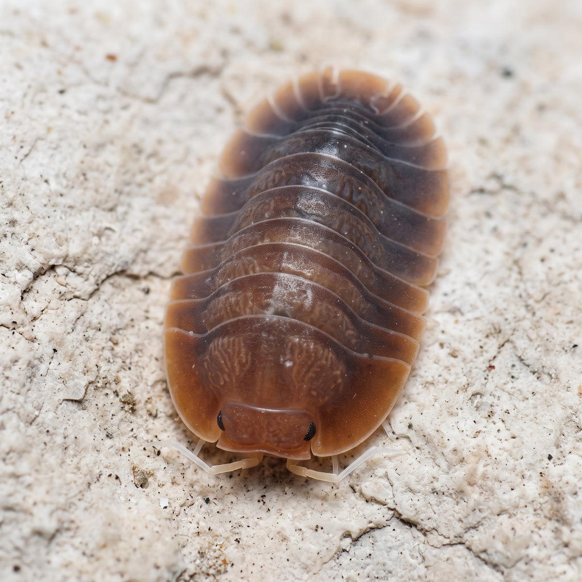 Troglodillo sp. « Vex »