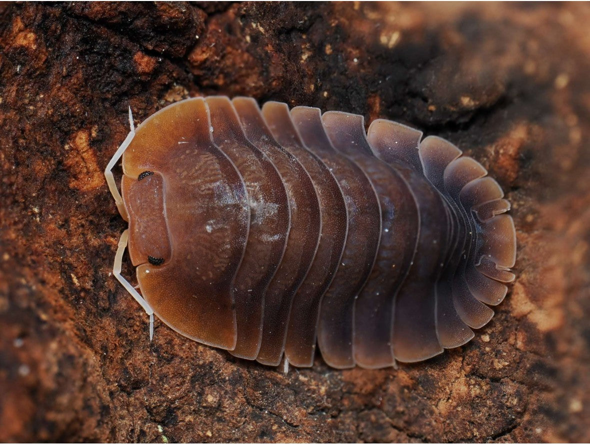 Troglodillo sp. « Vex »
