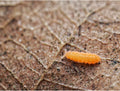 Collemboles orange (Yuukianura aphoruroides)