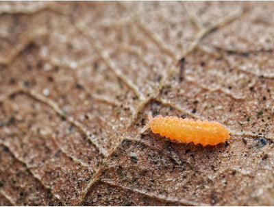 Collemboles orange (Yuukianura aphoruroides)